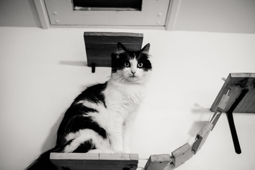 Chat de la famille sur son perchoir