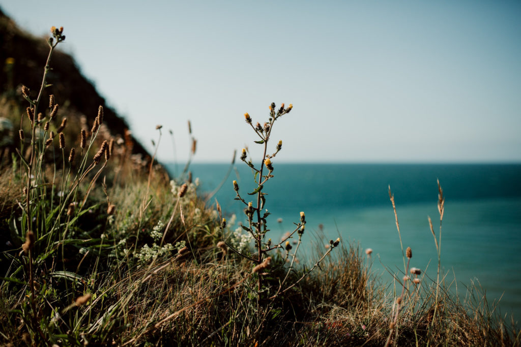 Massif floral des falaises d'etretat